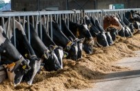 pictures-dieren-rundvee-melkvee2